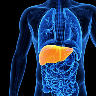Yale Liver Update 2025 Banner